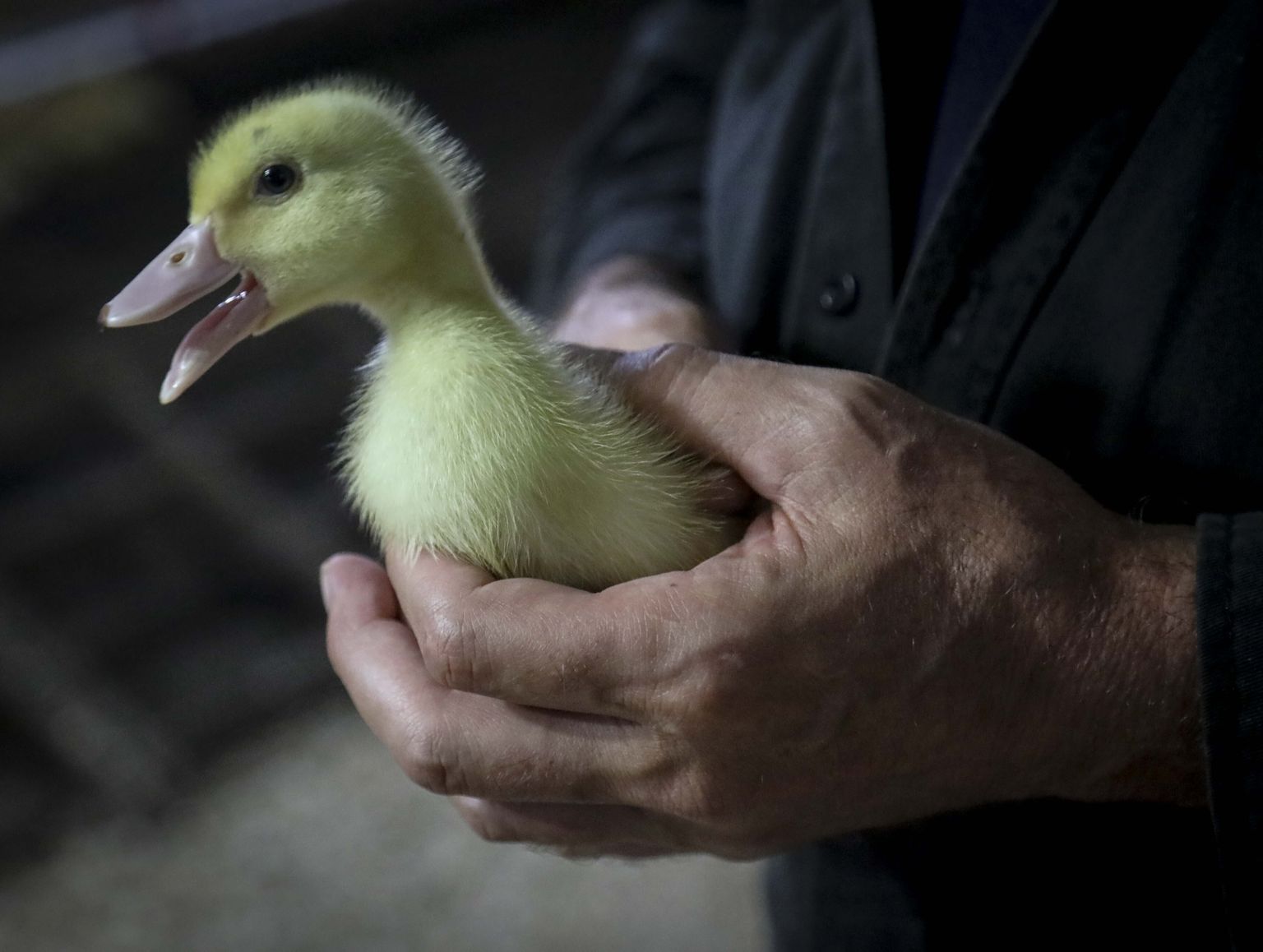 New Yorgi linnanõukogu otsustas keelustada nuumatud hane ja pardi rasvmaksa ehk foie gras' müügi