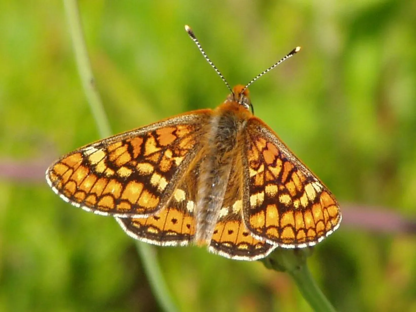 Teelehe-mosaiikliblikas (Euphydryas aurinia).