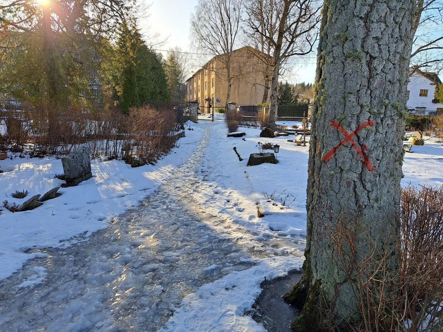 Kahel Rakvere kalmistul võetakse enne lindude pesitsushooaega maha neli ohtlikku puud.