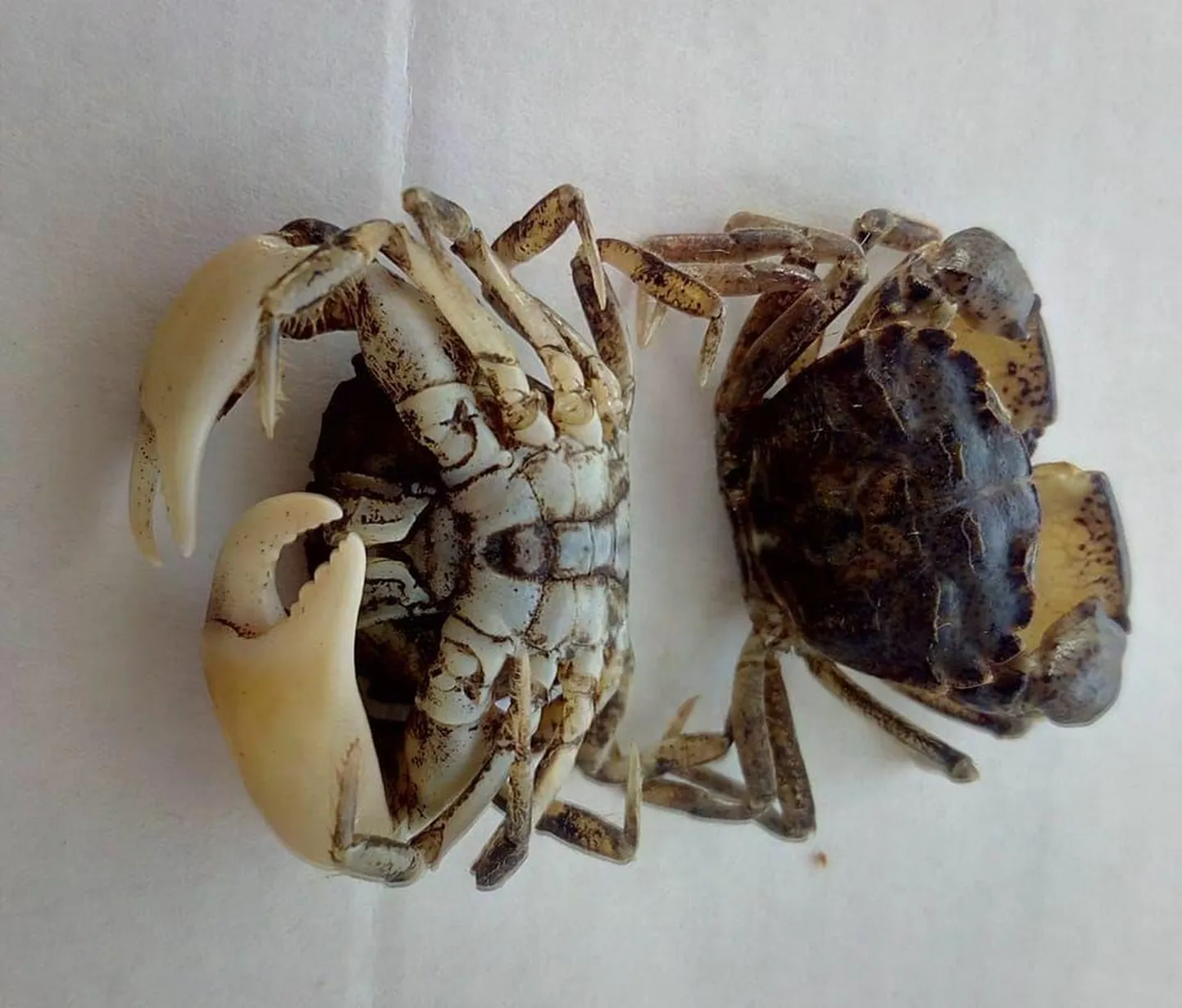 Mudakrabi.