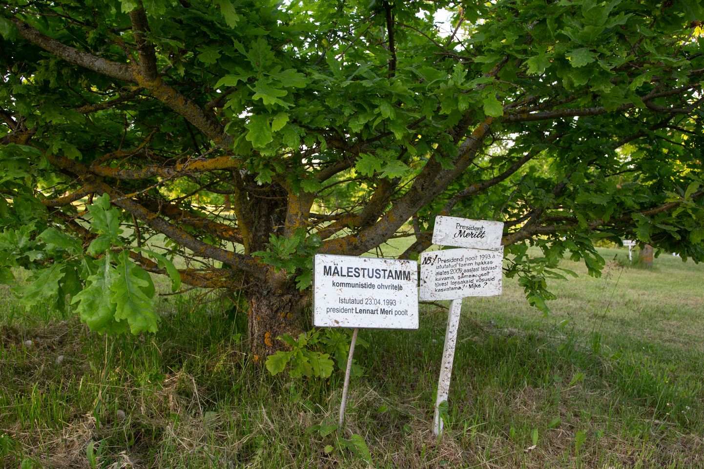 В 1993 году президент Леннарт Мери посадил в парке скорби дуб, который в какой-то момент начал сохнуть сверху, однако дал и новые побеги.