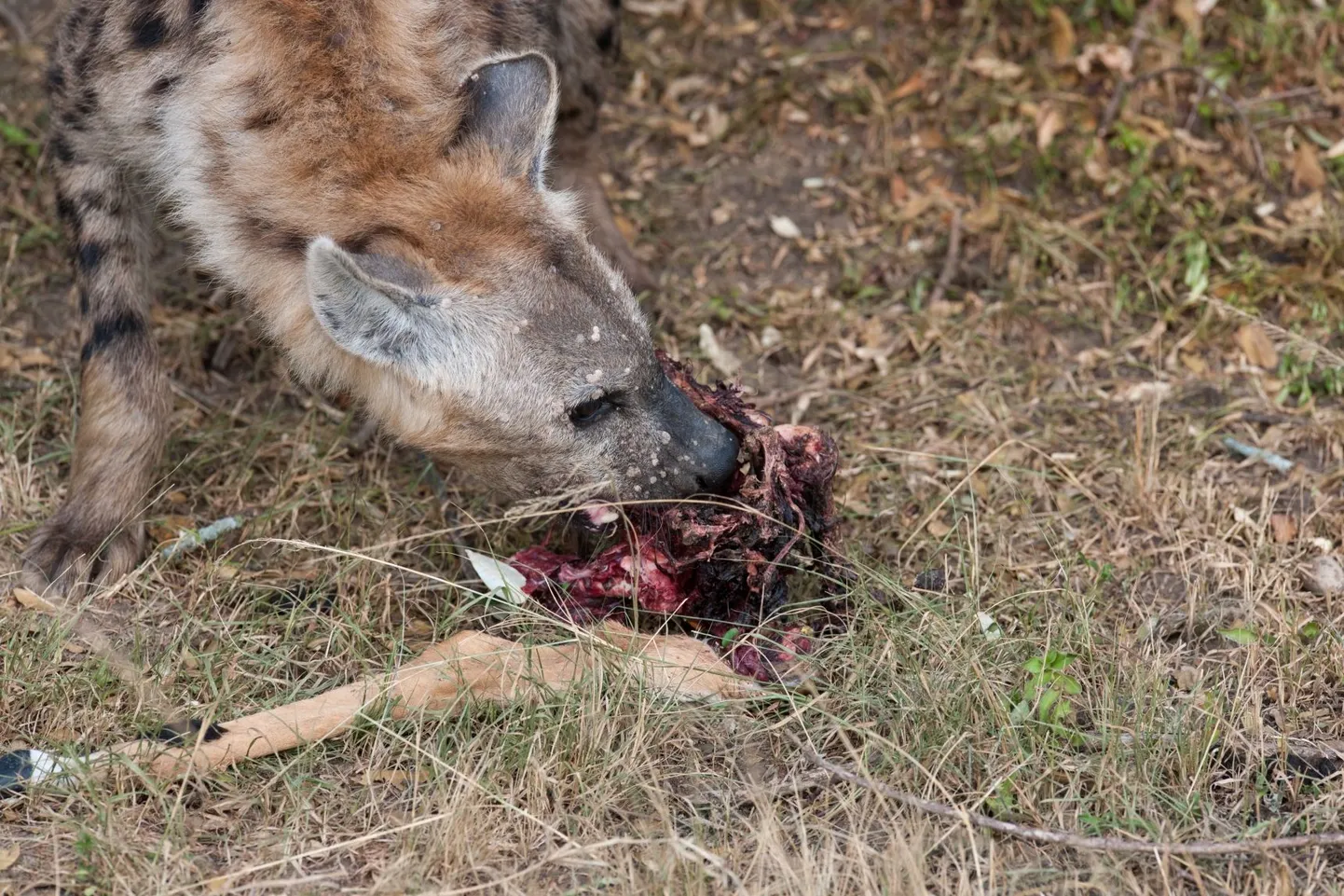 Hüään saagiga