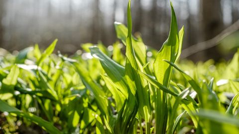 LOODUSKALENDER ⟩ Karulaugu aeg pole veel päriselt käes