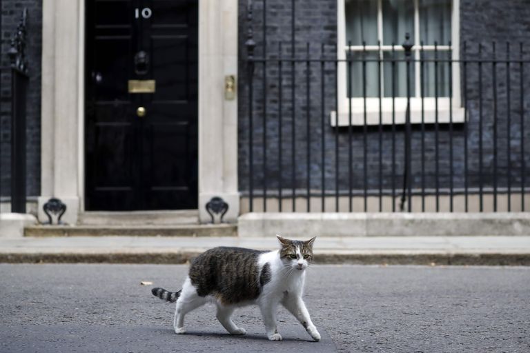 Briti peaministri residentsi kass Larry