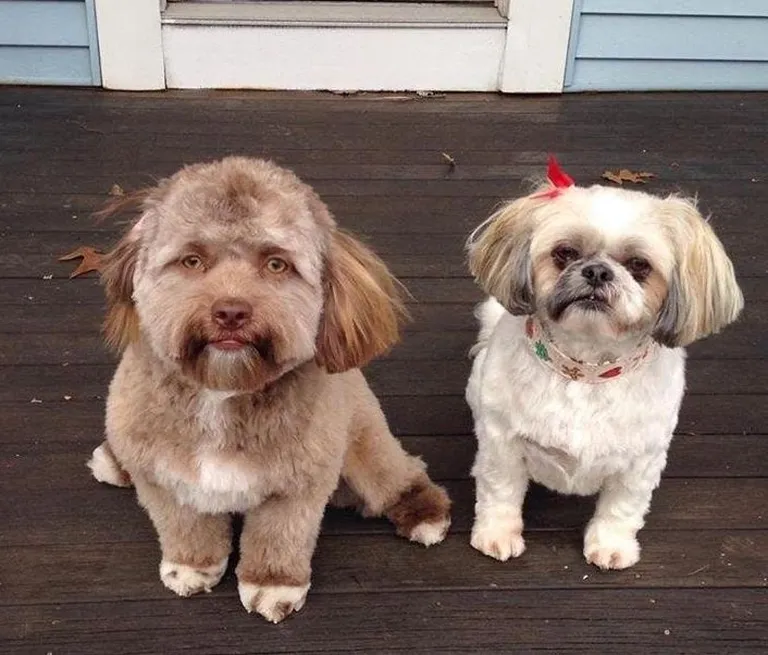 Shih-poo Yogi ja ta kaaslane