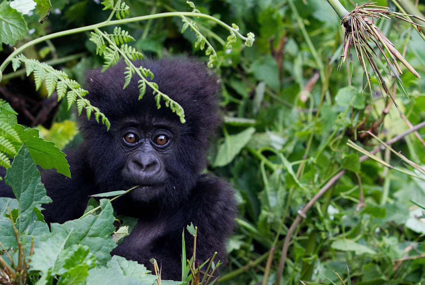 Mägigorilla beebi Sabyinyo mägedes Rwandas.