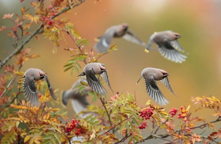 “Angry birds”, они же обыкновенные свиристели, летают над осенней рябиной.