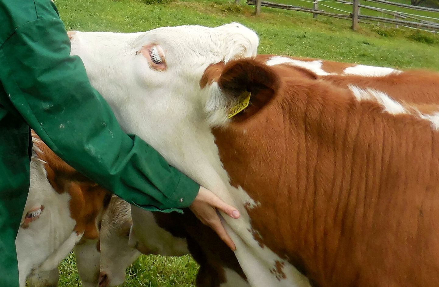 Uuringust selgus, et lehmad naudivad enim paitamise ja vaiksel häälel kõnelemise kombinatsiooni. Lõdvestunud olles ja suhtlemist nautides sirutavad loomad sageli oma kaela välja.