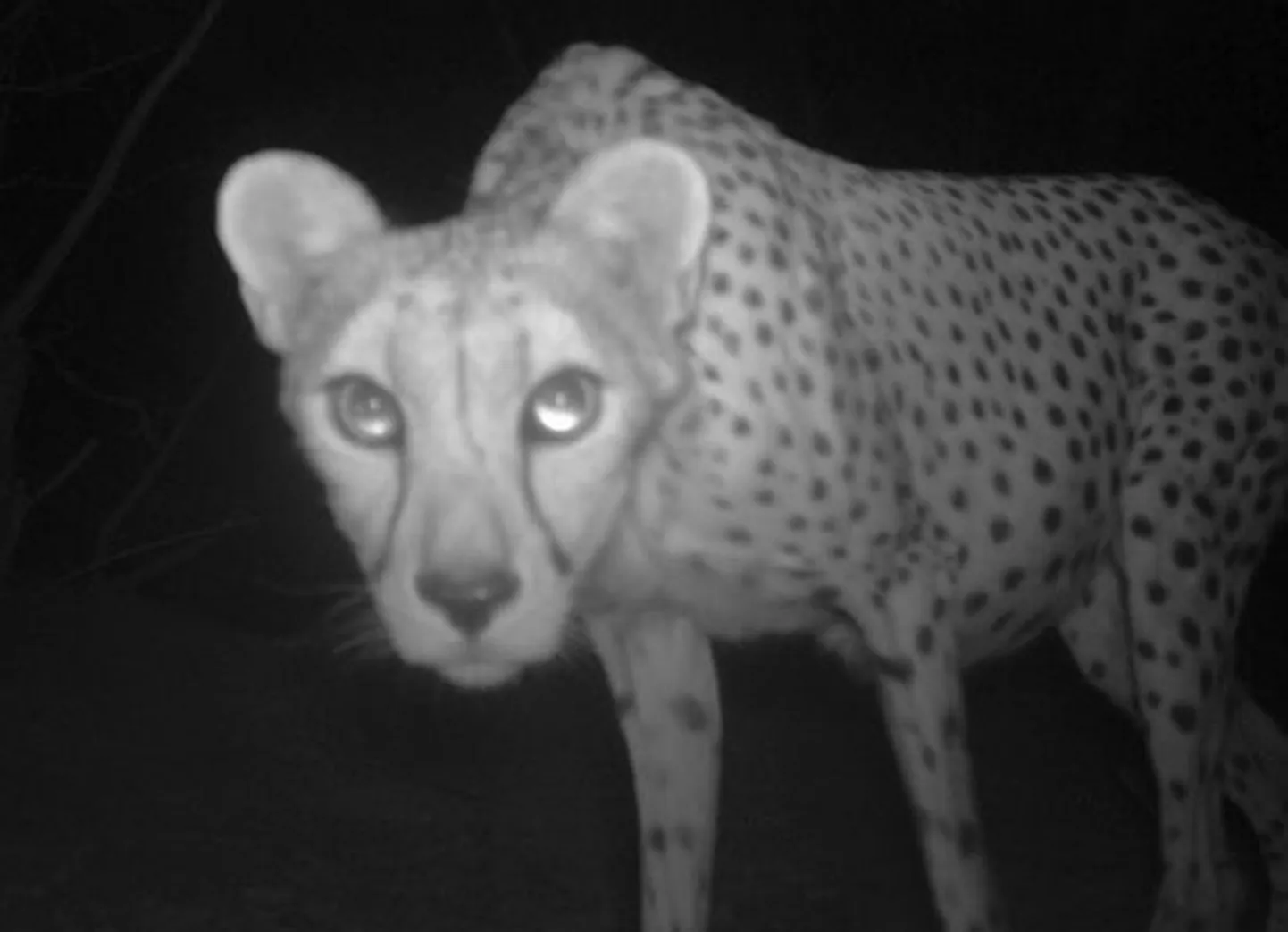Sahara gepard (Acinonyx jubatus hecki)