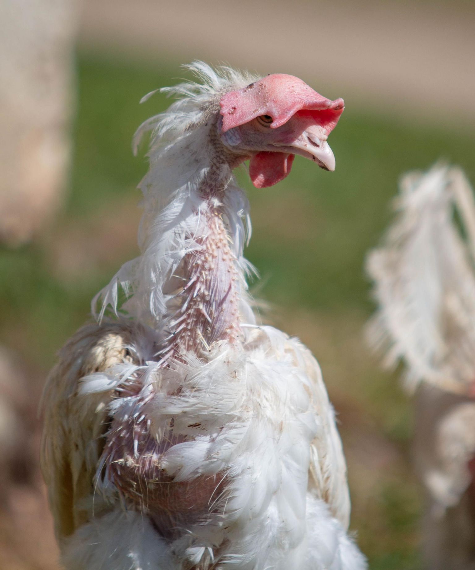 Salmonellapuhangu tõttu läksid hävitamisele kõik ettevõtte 200 000 kana. Tootmisega uuesti alustades jõuaks endise võimekuseni kahe aastaga.