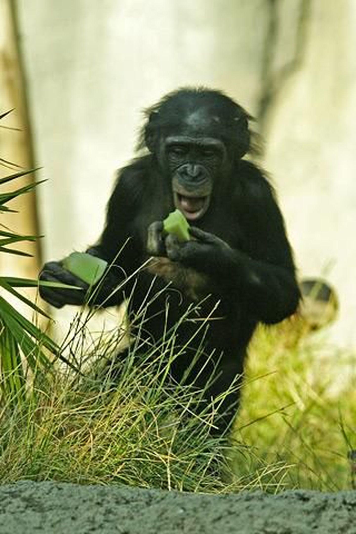 Карликовый шимпанзе.