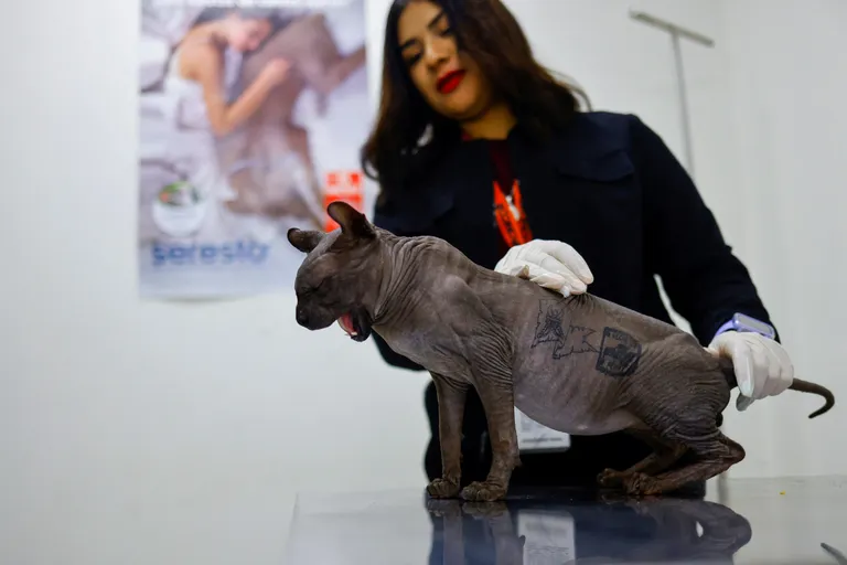 Veterinaar Giselle Rubio näitab vanglast päästetud kassi.