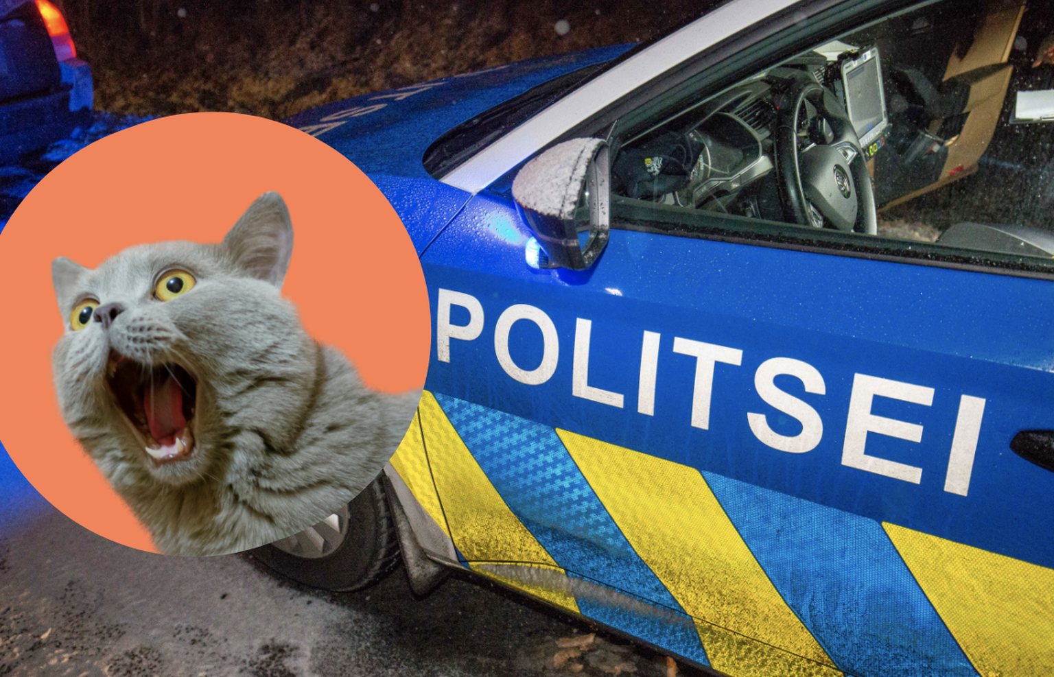Tartus lärmavatele naabritele politsei kutsunu pidi üllatuma: kära ja müra põhjustas hoopiski kass. Pilt on illustreeriv.
