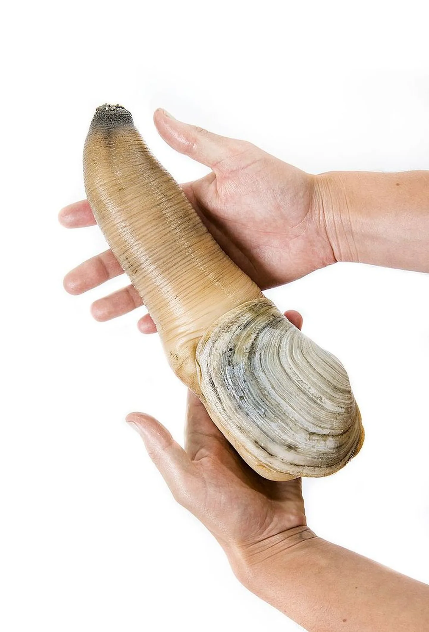 Panopea generosa merekarp