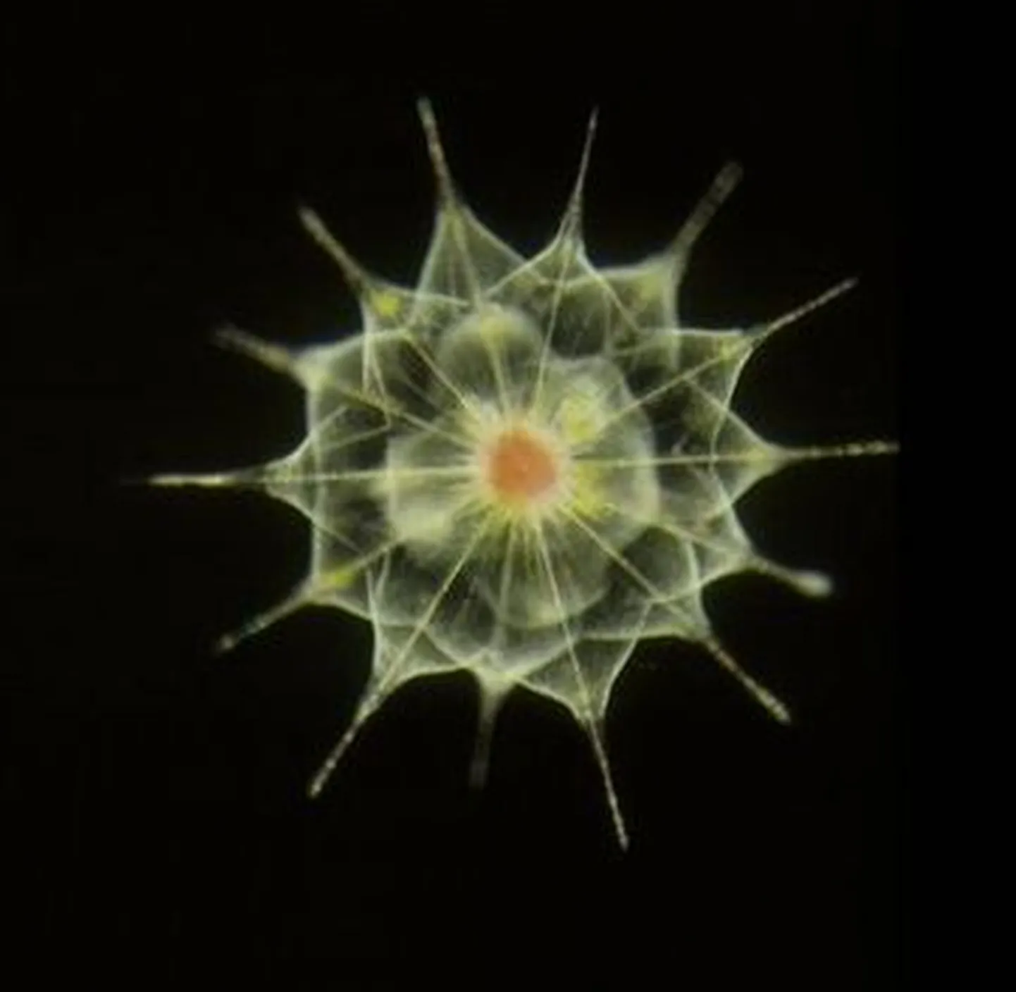 Acantharea