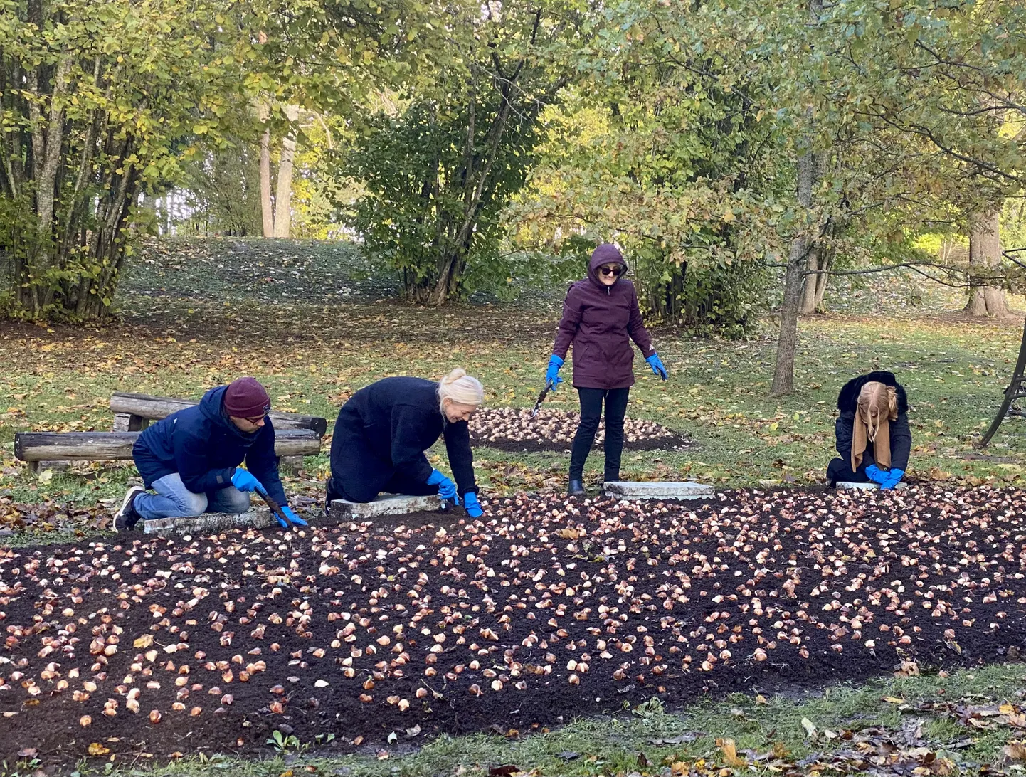 Esmapäeval istutas Hollandi suursaadik (püsti) Kirna mõisa parki 'Eesti' sordi tulbisibulaid.