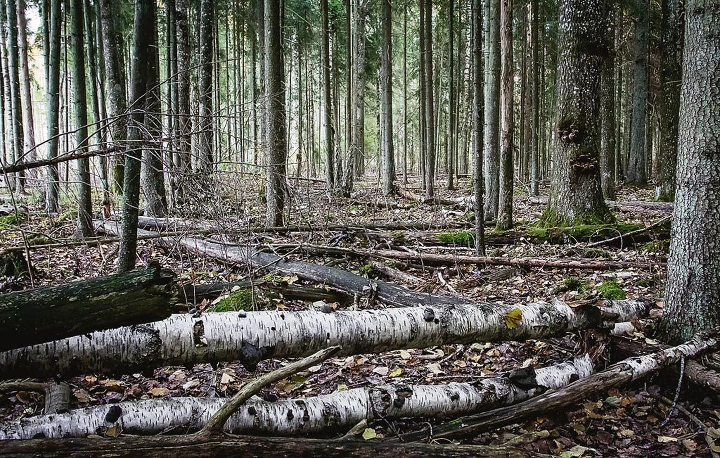 Kikepera looduskaitselal meenutab mets juba praegu Ivan Šiškini maalide maastikku, ainult kolm karu on veel puudu.