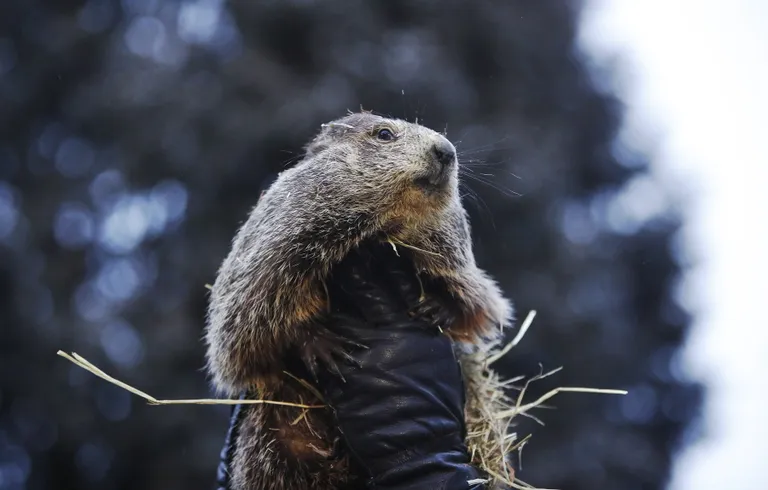 Kuulus metsümiseja Punxsutawney Phil ennustas põhjapoolkerale varajast kevadet