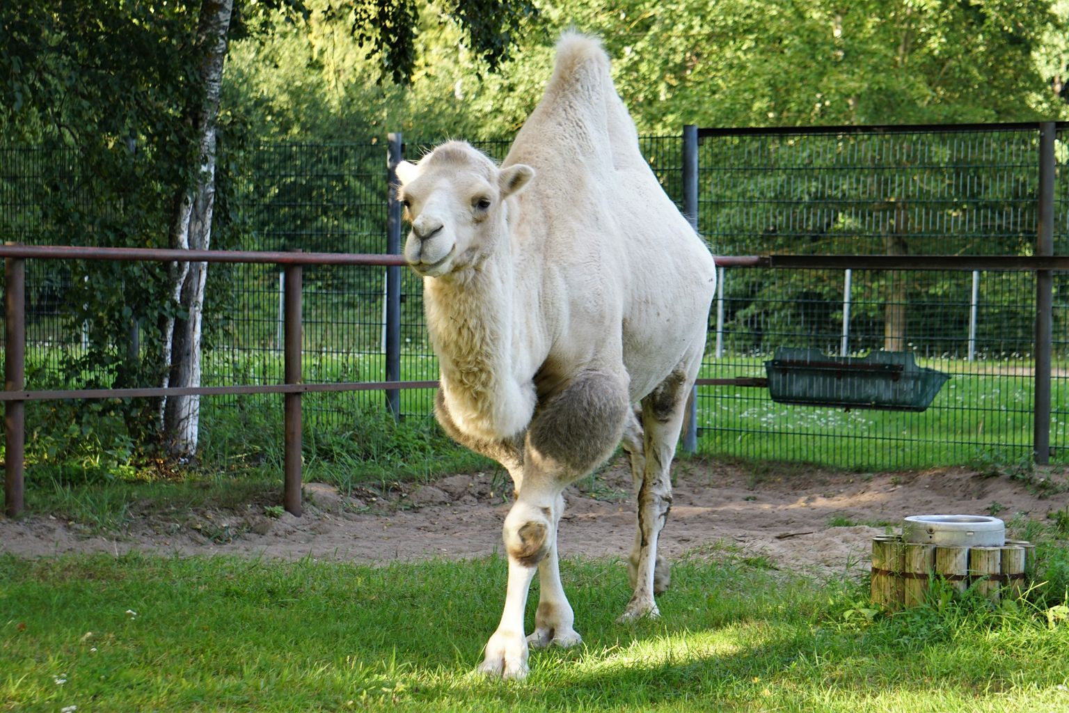 Tallinna loomaaia kaamel Bulat