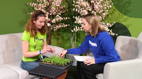 VIDEO ⟩ Teadur selgitab, mida silmas pidada tomatite pikeerimisel