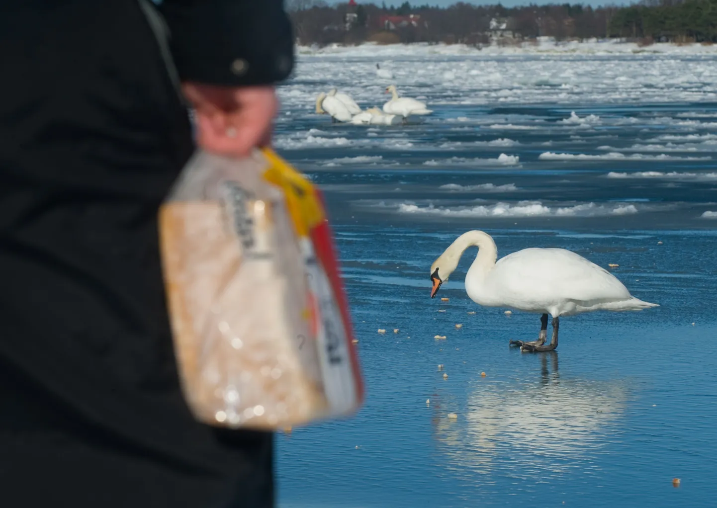 Luikede söötmine Miidurannal