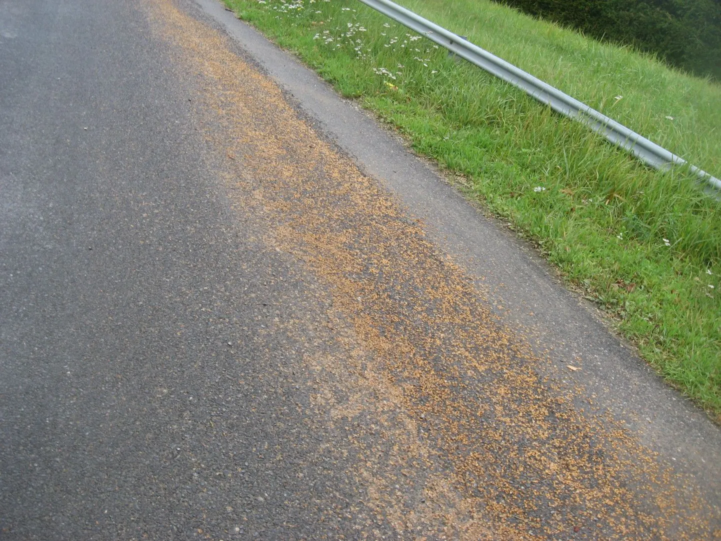 Asi on maitses? Linnud pole teele pudenenud teravilja vastu huvi näidanud.