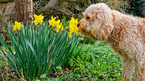 PÄEVAHOROSKOOP ⟩ 7. aprill: Kaljukits vajab aega puhkuseks, Vähil tasub keskenduda tervisele
