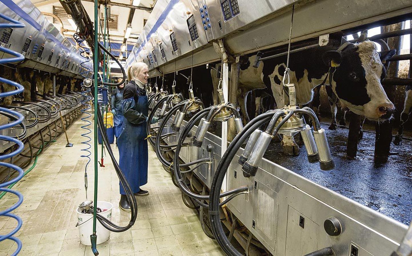Vändra OÜ Sõõrike farmis paneb lüpsja nisakannud käsitsi udarate alla, kuid ülejäänud töö teevad arvutid, mis annavad andmed piima omaduste ja koguse kohta.