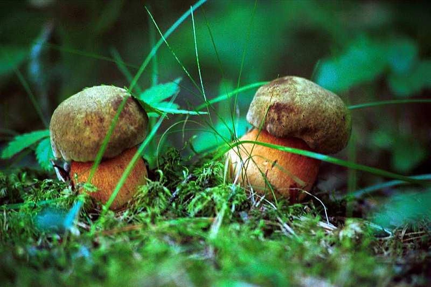 Metsast tasub korjata vaid neid seeni, mida tuntakse. Pildil on haavapuravikud.