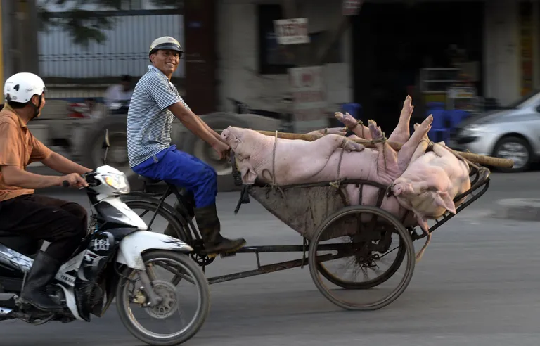 Vietnami üleujutuses hukkunud sead