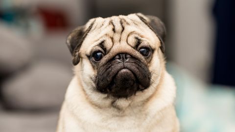 Veterinarian names five dog breeds she wouldn't own