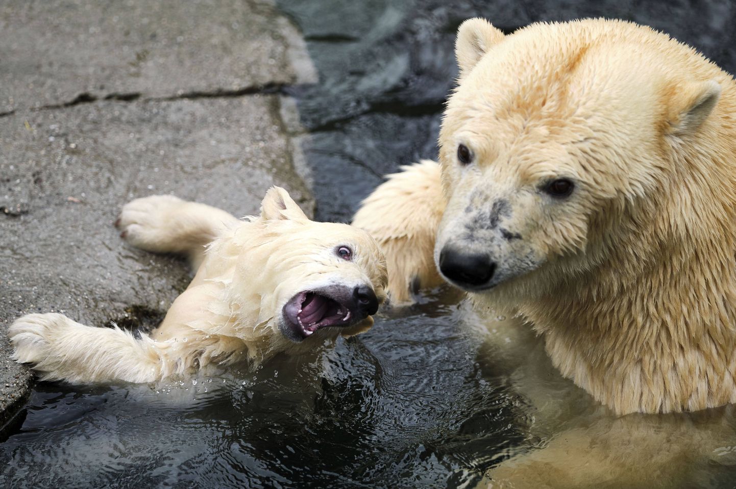 Neumünsteri loomaaed Saksamaal võib kriisi jätkudes kitsed ja hirved jääkarudele sööta.