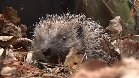 VIDEO ⟩ Sieviete netālu no Parīzes izveidojusi patvērumu pilsētas ežiem