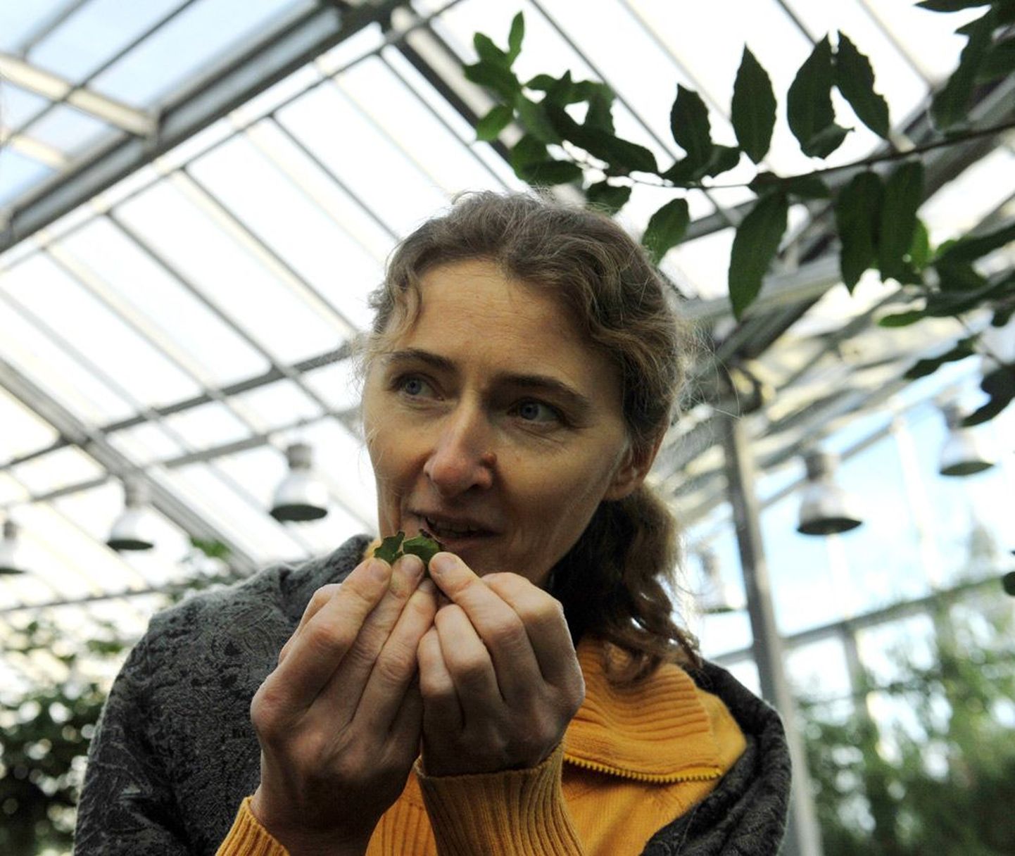 Tallinna botaanikaaia maagiliste taimede näituse ühe kuraatori Krista Kauri sõnul eraldub loorberile iseloomulik aroom värske loorberipuu lehest siis, kui seda veidi murda või muljuda.