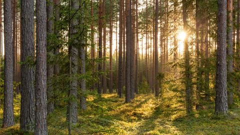 Saeima neatbalsta ZZS ieceri ievērojami samazināt cirtes vecumu vairākām koku sugām