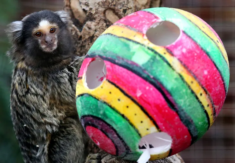 Marmosetid pühademunaga. Foto: Andrew Milligan/PA Wire/Press Association Images/Scanpix