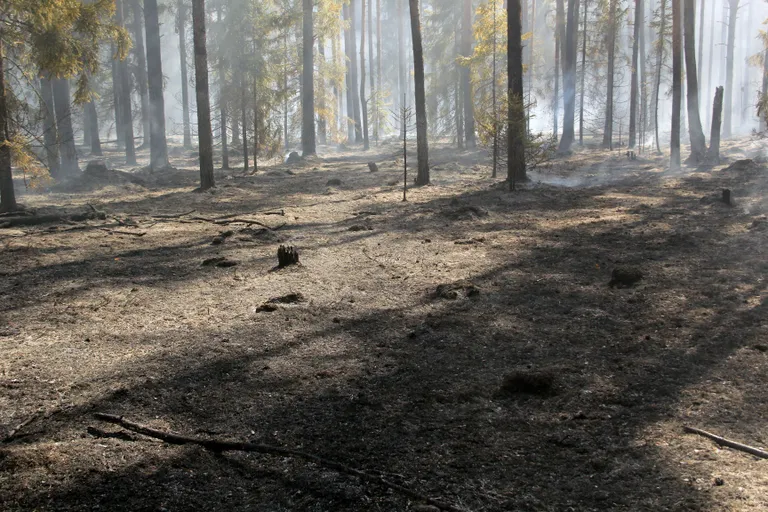 Metsapõleng Hummuli vallas Aitsra külas.