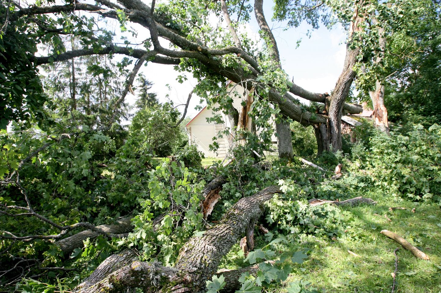 2007. aasta juulis murdis tromb Puhja vallas Ulilas üle saja puu ja lõhkus elektriliine.