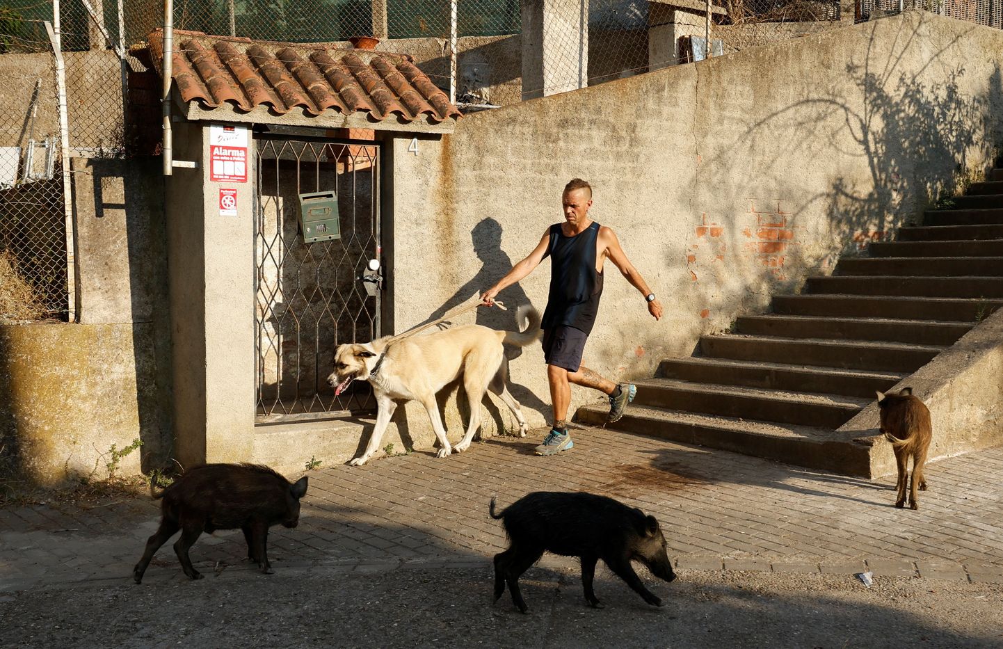 Grupp metssigu ja mees koeraga mööduvad üksteisest Barcelonas – nii tavaliseks  on muutunud metssead linnapildis.