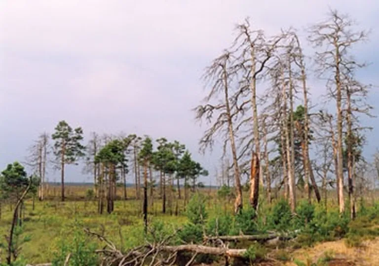 Skujkoku meži ar kritalām un sausokņiem Slīteres nacionālajā parkā – bioloģiski daudzveidīgs mežs ar lielu kukaiņu sugu dažādību. Skudrulītis apdzīvo kalstošus un tikko nokaltušus kokus, kur mitinās mizgrauži. Taču skudrulīti var sastapt arī izcirtumos uz skujkoku celmiem vai kokzāģētavās uz svaigi zāģētiem kokmateriāliem 