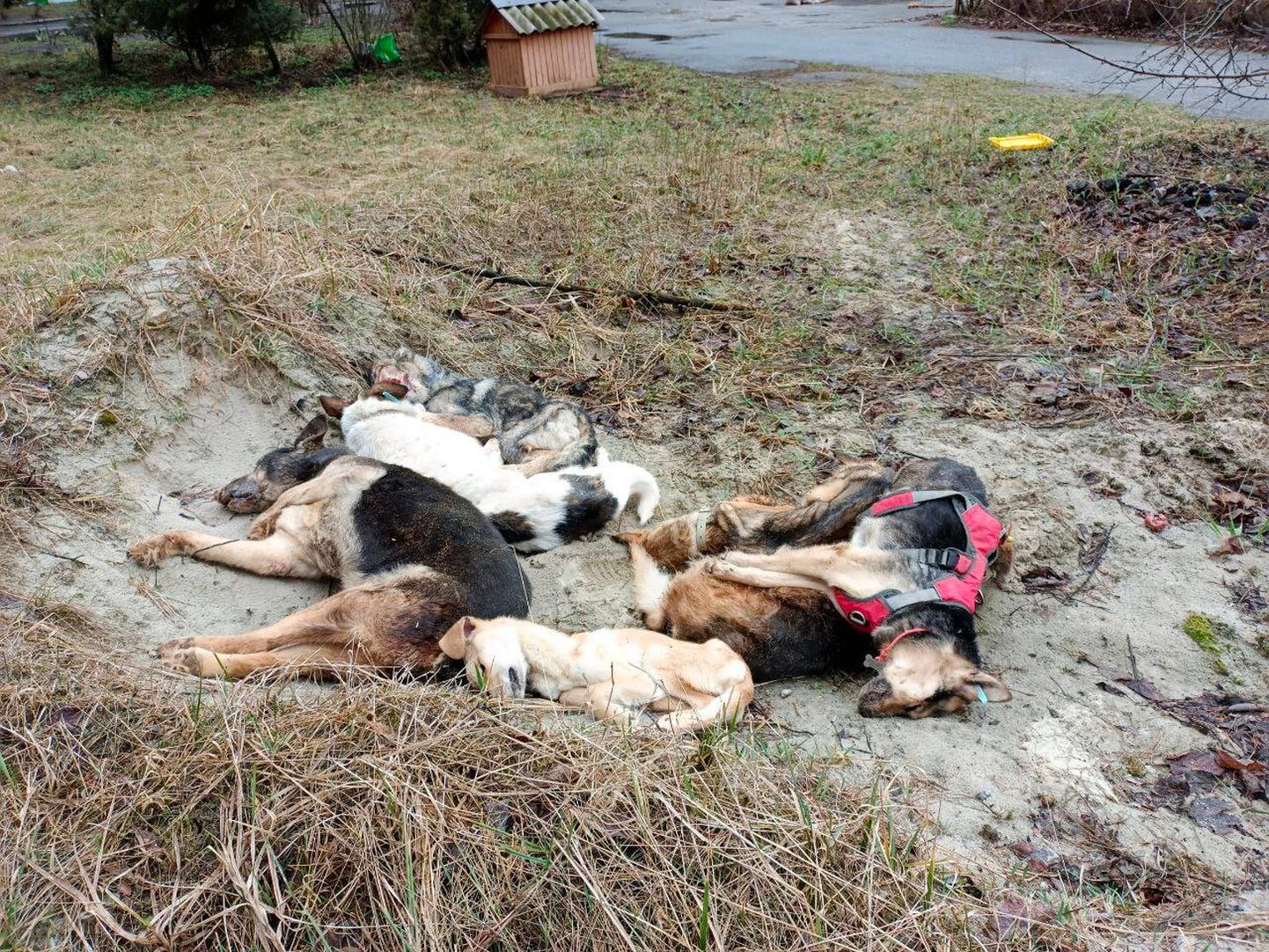 Ukrainas nälga ja janusse surnud koerad.