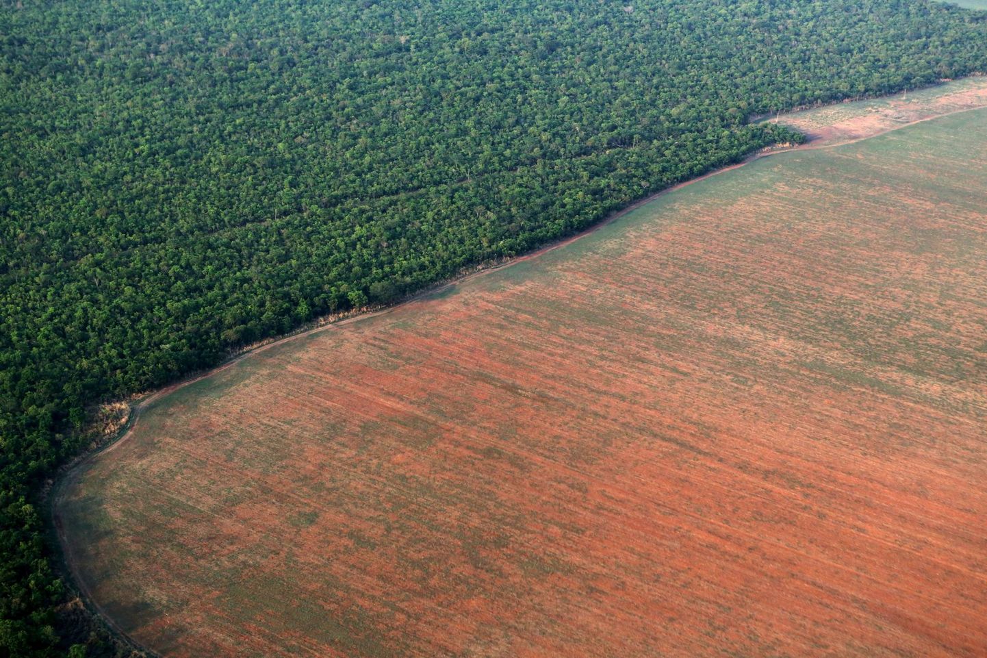Amazonase vihmamets ja metsatustatud ala, mis on ette valmistatud sojaubade kasvatamiseks.