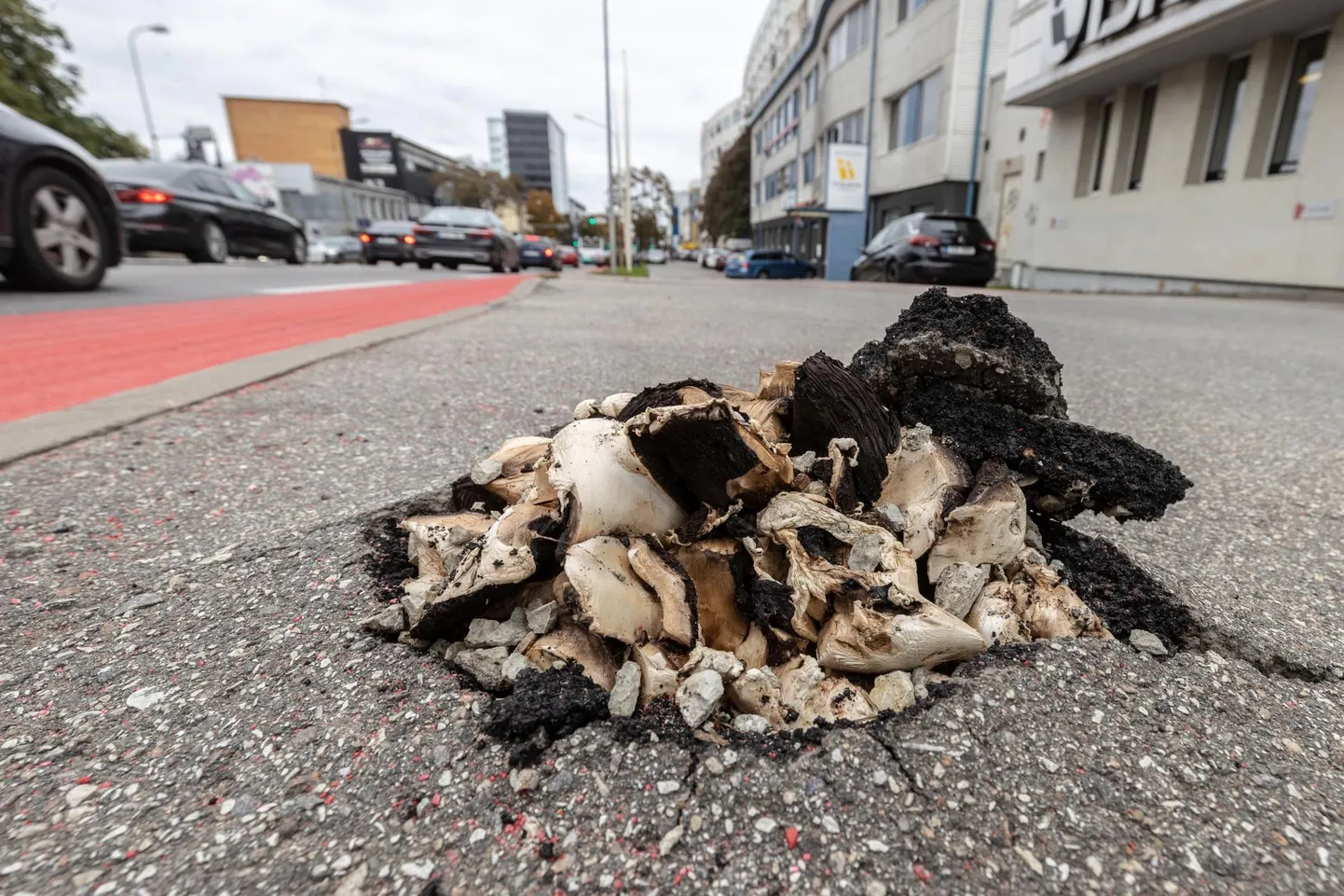 Tallinnas Järvel kasvavad otse Pärnu maantee ääres läbi asfaldi tunginud seened. 