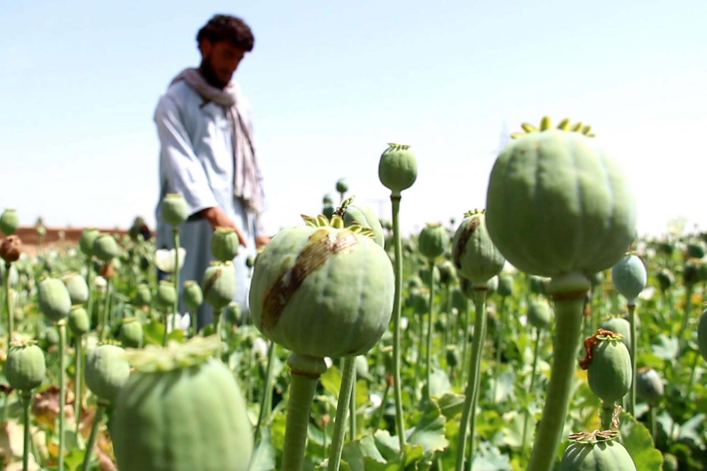 Mooniistanduste maa-ala Afganistanis on ÜRO andmeil viimasel neljal aastal olnud keskmiselt umbes 250 000 hektarit. 