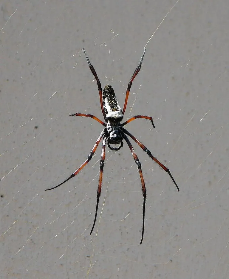 Nephila madagascariensis / wikipedia.org
