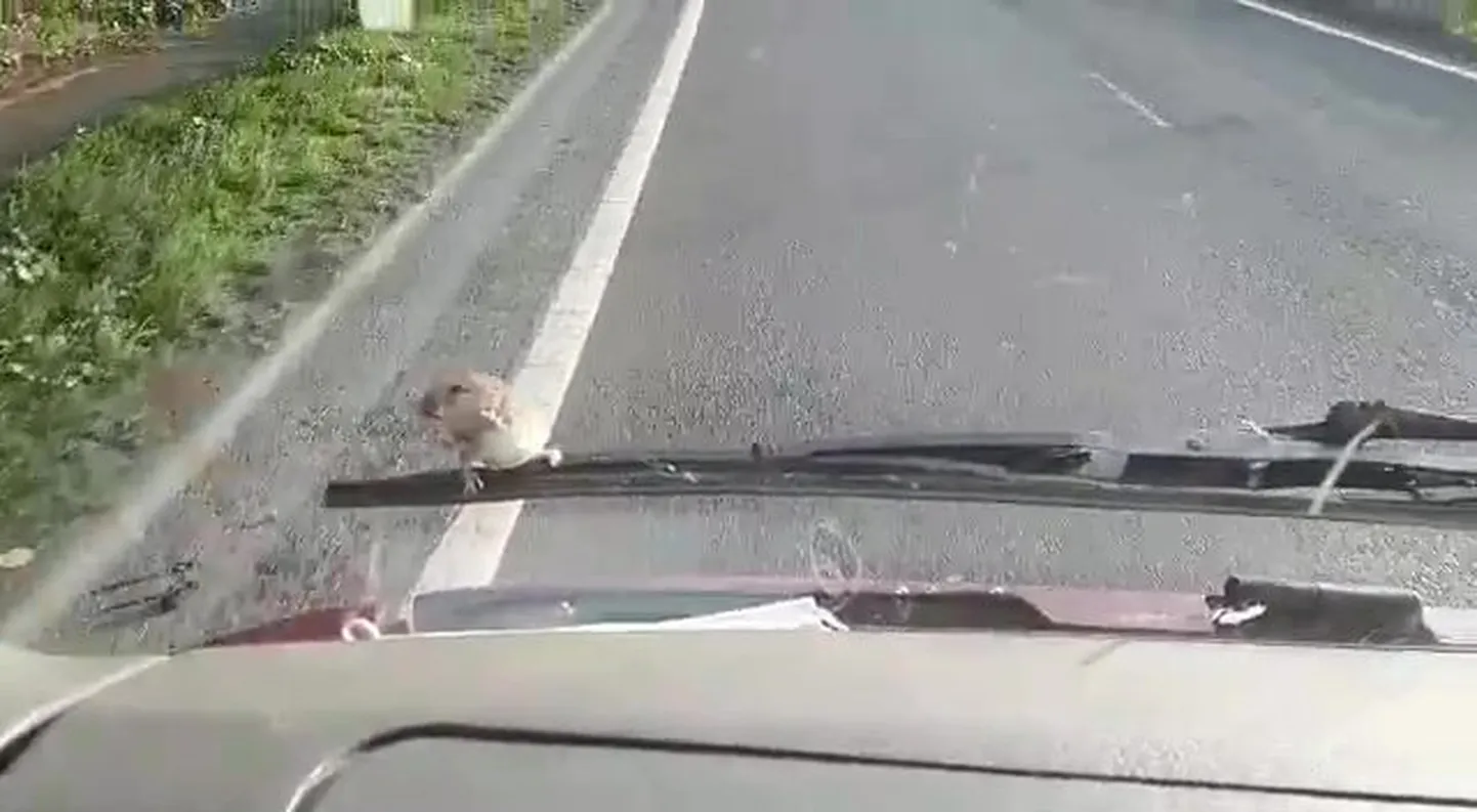 Hiir ilmus ootamatult auto kapoti alt välja ehmatas autos sõitnud naist.