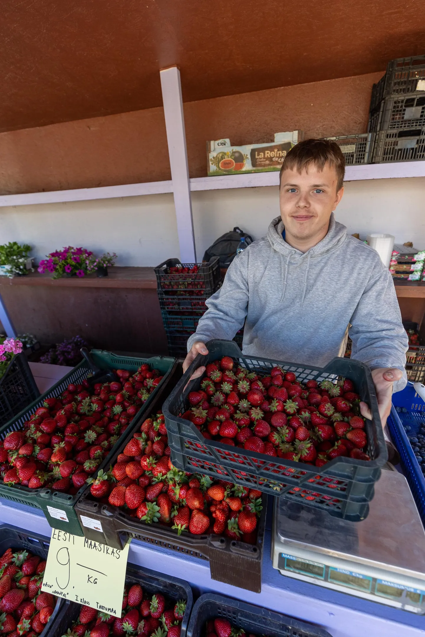 Paide turul kauplev Marius Kõivik Põlvamaalt on kohalikele juba tuntud maasikamüüja. Esimesed 150 kilogrammi eestimaiseid marju on juba lettidele jõudnud.