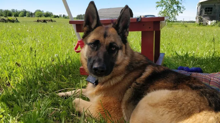 Loki