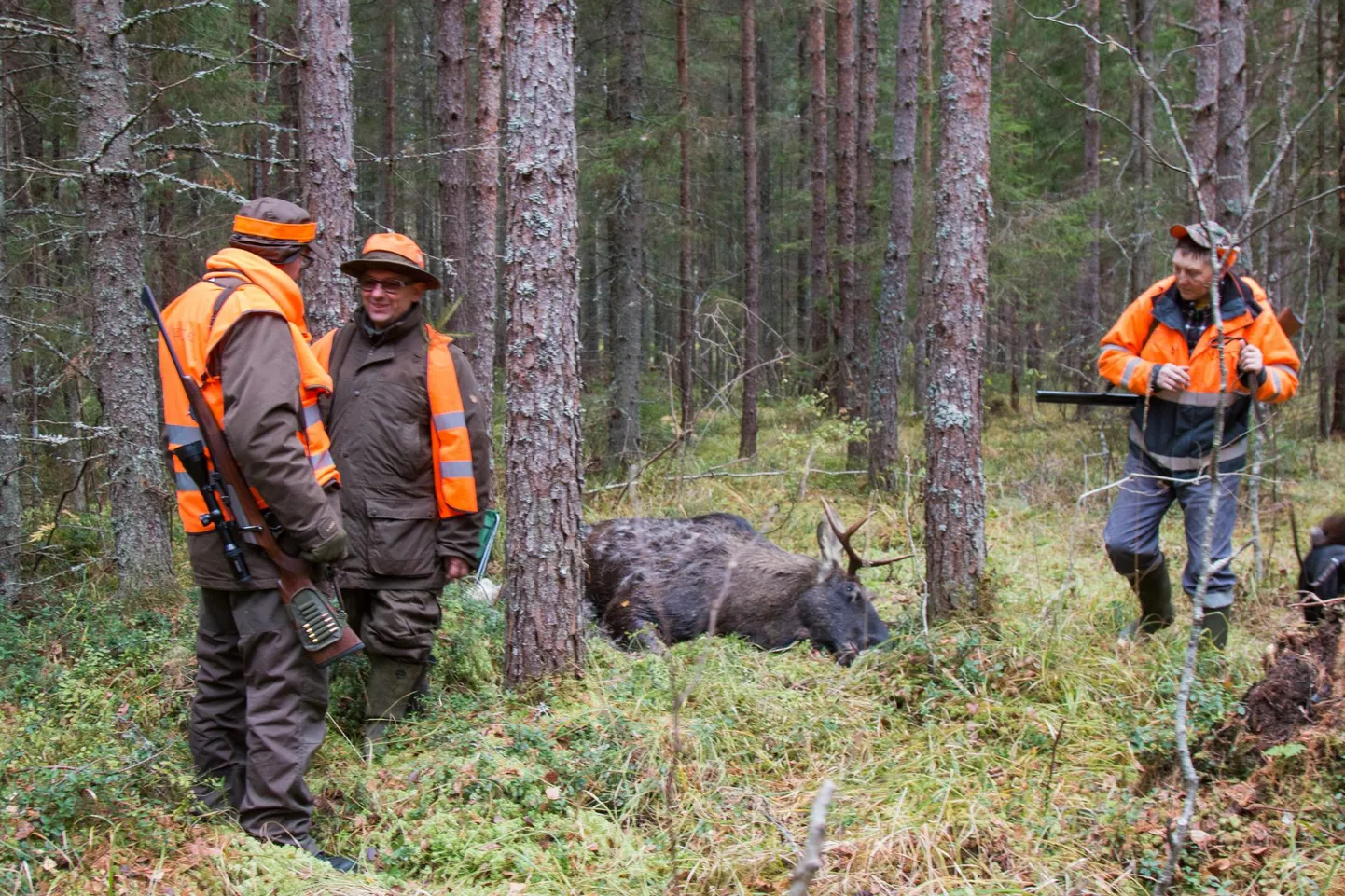 Kõige suurem on küttimissurve metskitsedele, põtrade küttimist peaks mõnevõrra vähendama.