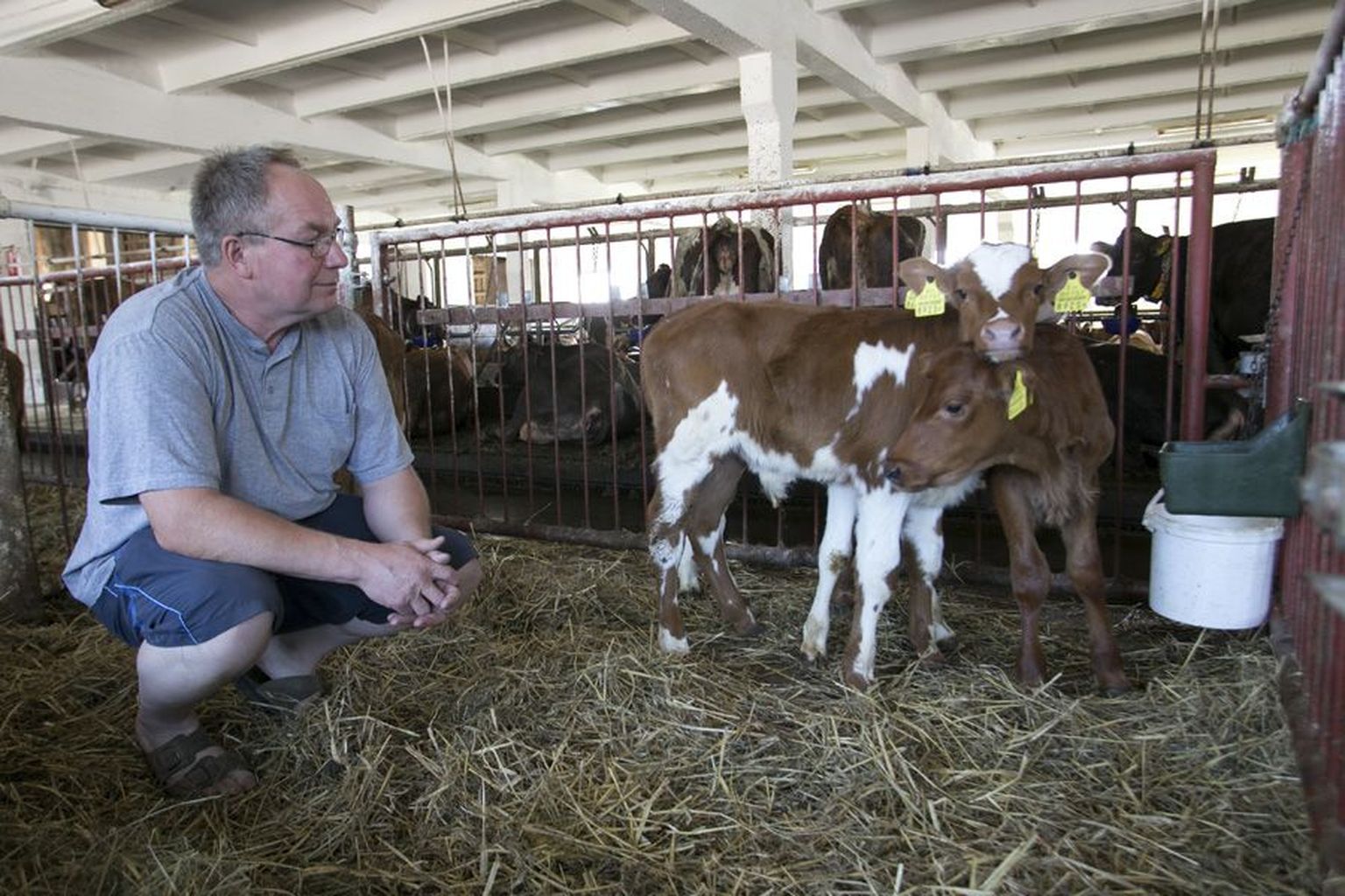 Osaühingu Paala juht Andrus Keerd leiab, et viimased kaks ja pool aastat on lüpsikarja omanikule olnud mahavisatud aeg. Kerkiv piimahind annab nüüd võimaluse investeerimisele mõelda.